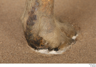 Striped Hyena Hyaena hyaena foot 0024.jpg